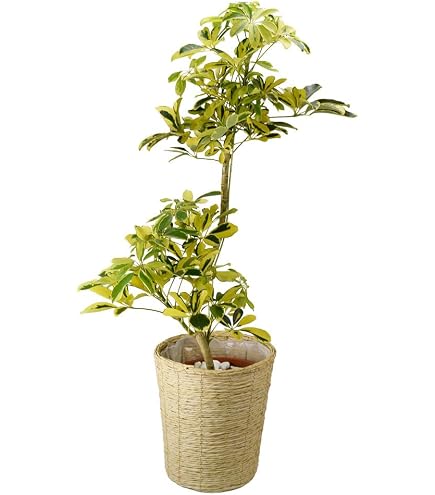 Amazon｜花のギフト社 シェフレラ 観葉植物 本物 大型「ハッピー